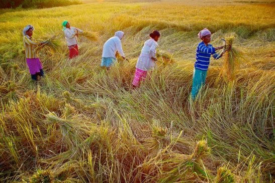 Assam Paddy Harvest